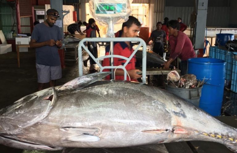 ލޭނު އަޅަން ހުއްދަ ދިނުމުން މަސްވެރިކަމާއި ޓޫރިޒަމަށް ގެއްލުންވާނެ: ނަޝީދު