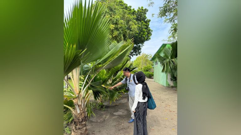 ކޮކޮނަޓް ހިސްޕިޑް ބީޓްލް ކޮންޓްރޯލްކުރުމަށްޓަކައި ނެޗްރަލް އެނެމީ ލެބޯޓަރީއެއް ގާއިމުކުރުމަށް ދިރާސާ ފަށައިފި