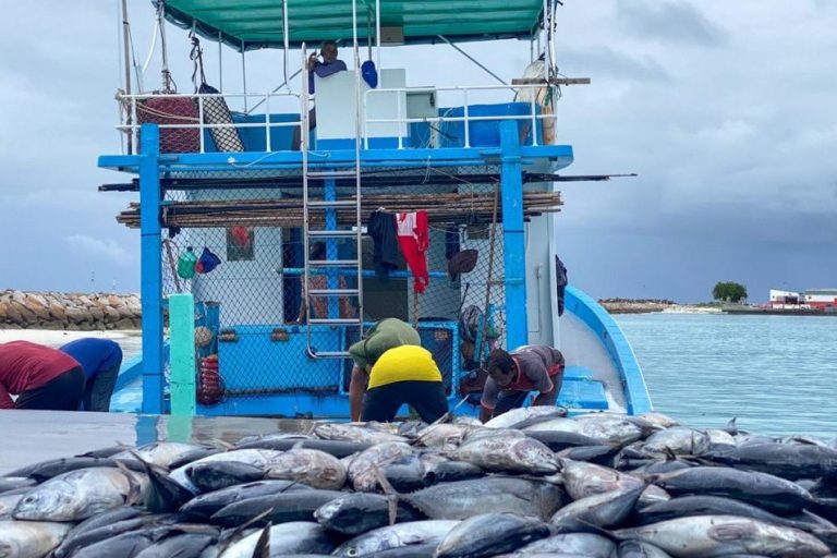 މަސްވެރިންނަށް ރޯދަ އިނާޔަތް ލިބޭނެ އިންތިޒާމް އެބަ ހަމަޖައްސަން: ރައީސް