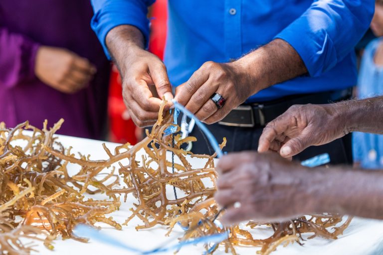 މޫދުވިނަ އެކްސްޕޯޓް ކުރުމުގެ މަސައްކަތަށް ކާމިޔާބުލިބުމަކީ ބޮޑުކުރިއެރުމެއް: އިކޮނޮމިކް މިނިސްޓަރ