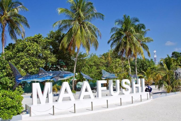 ބޮޑު އީދުގެ ފޯރިގަދަ ހަރަކާތްތައް މާފުށީގައި ބޭއްވުމަށް ތައްޔާރުވެއްޖެ