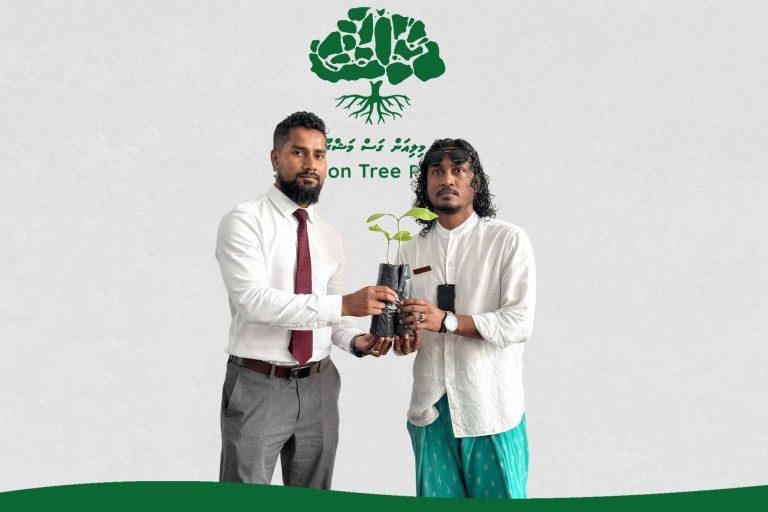 ލަންކާ ސަރުކާރުން ހަދިޔާކުރި ހައިވަކަރު ގަސްތައް ރިސޯޓުތަކަށް ބެހުމުގެ މަސައްކަތް ފަށައިފި