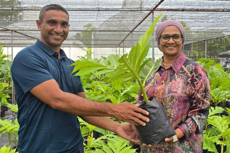 ކާނާގެ ޔަގީންކަން އިތުރުކުރުމަށް ހަނިމާދޫގައި ބަނބުކެޔޮ ގަސް އިންދަން ފަށައިފި