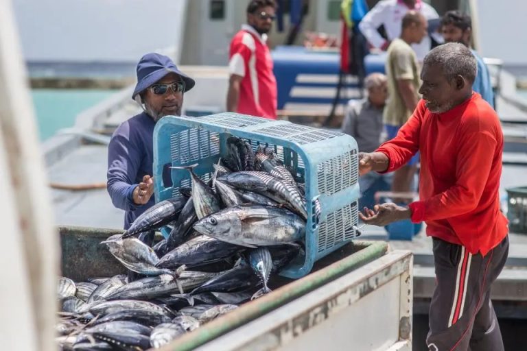 މިފްކޯއިން 31 ދޯންޏަކަށް 1.7 މިލިއަން ރުފިޔާ ދޫކޮށްފި