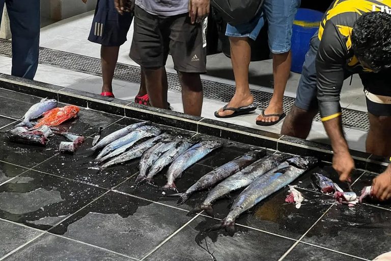 މިފްކޯއިން ފުވައްމުލަކުން މަސް ގަންނަން ފަށަނީ