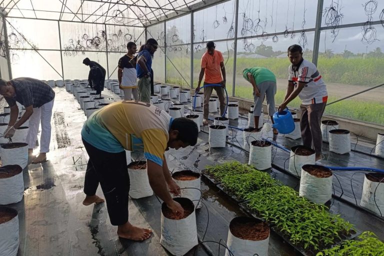 އަމިއްލަ ގްރީންހައުސް ޤާއިމްކުރުމަށް ހަ ދަނޑުވެރިންނާއެކު އެއްބަސްވުމުގައި ސޮއިކޮށްފި