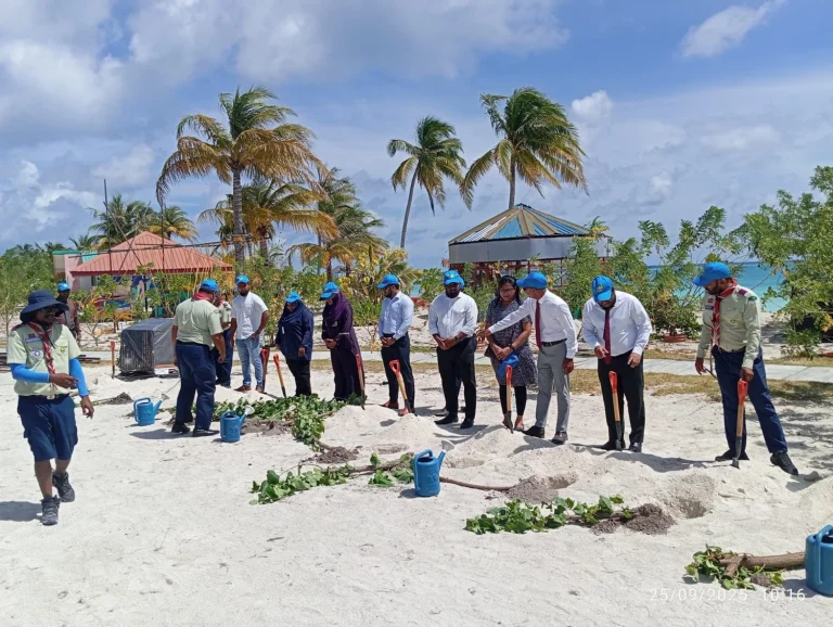 ކުޑަގިރީގައި 500 ގަސް އިންދައިފި