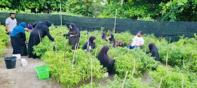 ރޯދަމަހަށް ދަނޑުވެރިންގެ ވަގުތީ މާރުކޭޓެއް ހެދުމުގެ މަސައްކަތް ފަށައިފި