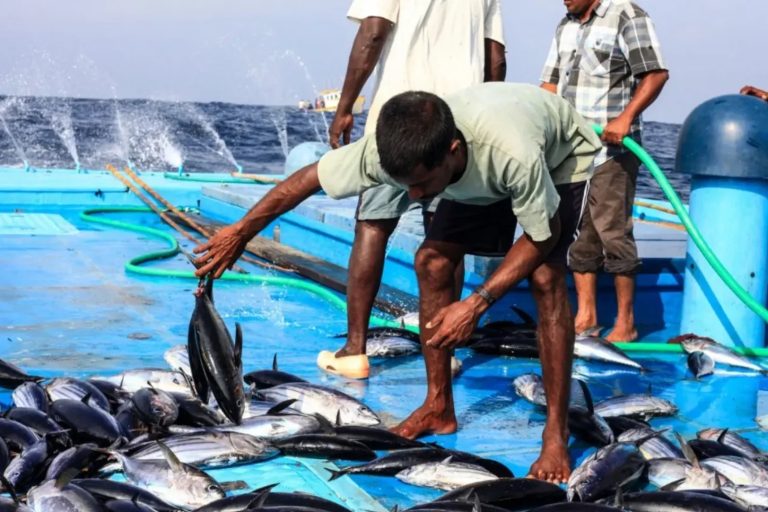 89 މަސްވެރިއަކަށް ލޯނު ދޫކޮށްފި