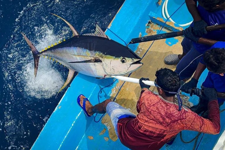 މިފްކޯ އިން 16 ދޯންޏަކުން ކިރުވި މަހަށް ގާތްގަނޑަކަށް ހަތަރު ލައްކަ ރުފިޔާ ދޫކޮށްފި