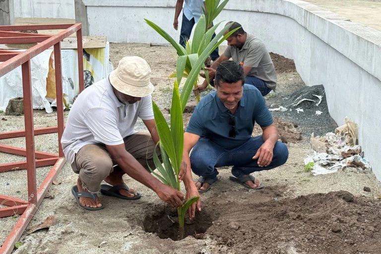 އިންނަމާދޫގައި ރުއް އިންދުމުގެ ހަރަކާތެއް ހިންގައިފި