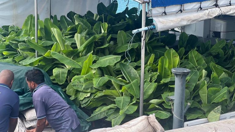 ފަތްކެޔޮ އިންދުމުގެ ޕްރޮގްރާމުގެ ދަށުން 11 ރަށަކަށް ތަކެތި ފޯރުކޮށްދީފި