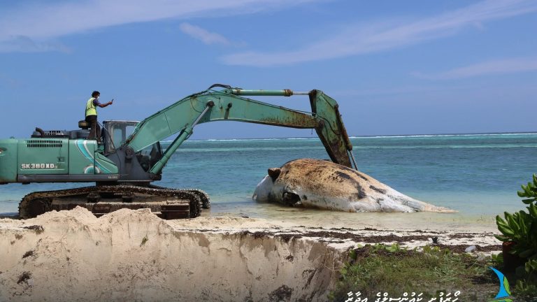 ހއ.ހޯރަފުއްޓަށް މަރުވެފައި އޮތް ބޮޑު މަހެއް ލައްގައިފި