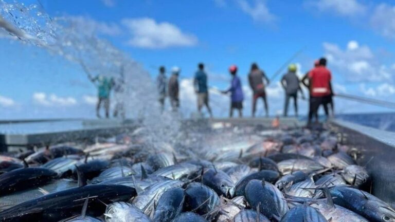 މިފްކޯއިން ކަޅުބިލަމަސް ގަންނަ އަގުތަކަށް ބަދަލުގެނެސް، ތިން ރޭޓެއްގައި ގަންނަން ފަށައިފި