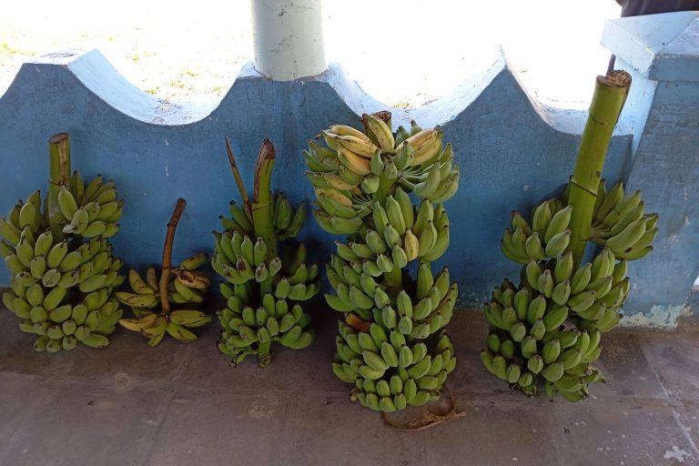 ވަގަށް ކަނޑާފައިވާ ކެޔޮގަނޑުތަކެއް ފުލުހުން ހޯދައިފި