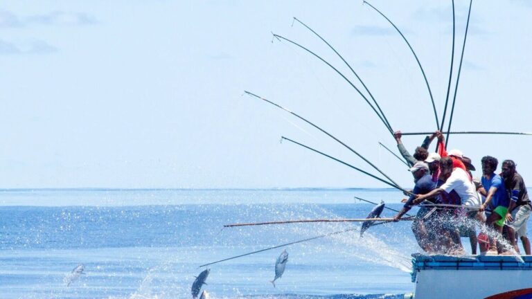 މިފްކޯ އިން މަސް ގަންނަ އަގު 22 ރުފިޔާއަށް ބޮޑުކޮށްފި